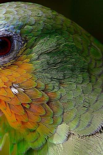 Amazon Parrot Notebook