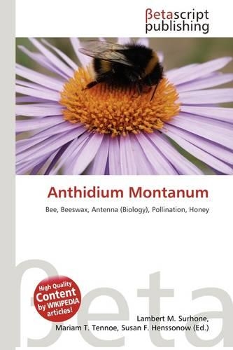 Anthidium Montanum