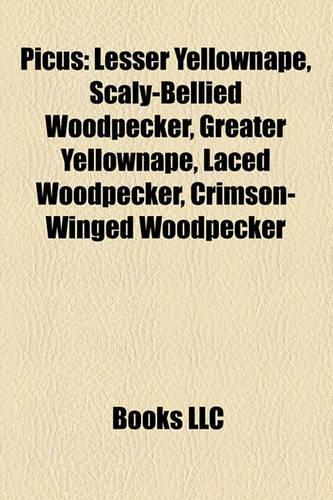 Picus: Lesser Yellownape, Scaly-Bellied Woodpecker, Greater Yellownape, Laced Woodpecker, Crimson-Winged Woodpecker(English)