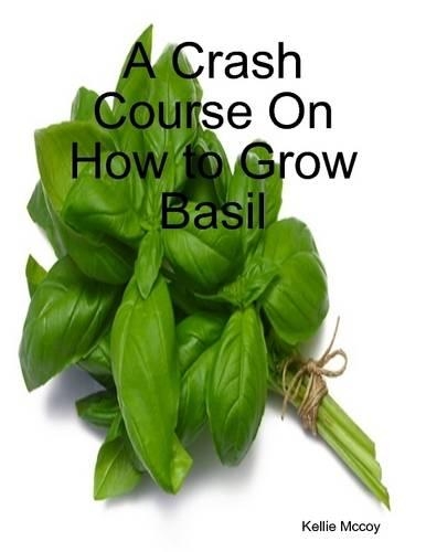 A Crash Course On How to Grow Basil