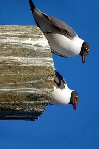A Laughing Gull Pair Perched on a Post: Blank 150 Page Lined Journal for Your Thoughts, Ideas, and Inspiration(English)