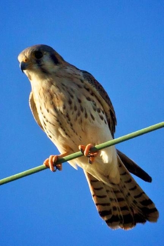 Kestrel Bird Journal: 150 Page Lined Notebook/Diary