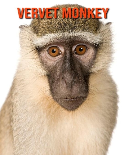 Vervet Monkey: Fun Facts & Cool Pictures