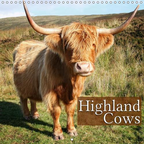 Highland Cows 2019: Beautiful portraits of the cuddly giants(Calvendo Animals)