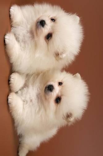 Two Fluffy Cute Spitz Puppies