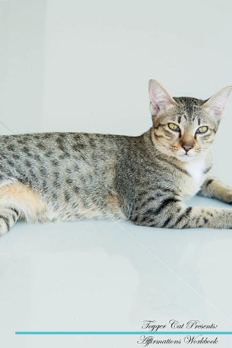 Toyger Cat Affirmations Workbook Toyger Cat Presents