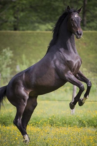 Cool Brown Horse Rearing Up Journal: 150 Page Lined Notebook/Diary