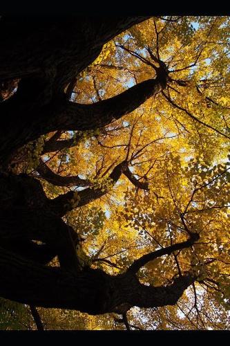 Ginkgo Biloba Tree with Autumn Leaves Journal