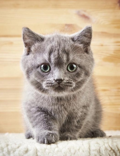 Cute Kitten: Cat - 2020 Weekly Calendar - 12 Months - 107 pages 8.5 x 11 in. - Planner - Diary - Organizer - Agenda - Appointment - Half Spread Wide Ruled Pages