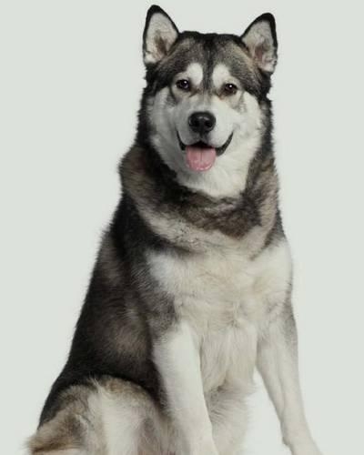 Alaskan Malamute: Artified Pets Journal/Notebook/Diary, 8 by 10 and 160 Pages(English)