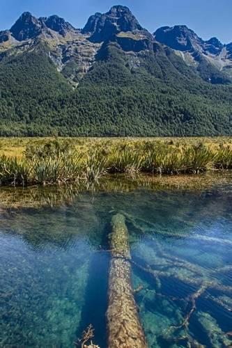 Underwater Logs in a New Zealand Lake