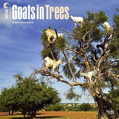 Goats in Trees
