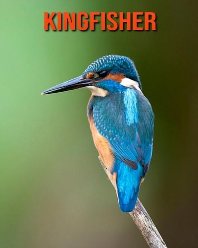 Kingfisher: Fun Facts & Cool Pictures