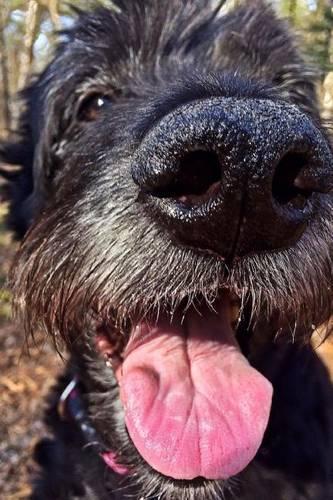 Close Up of a Black Dog Journal
