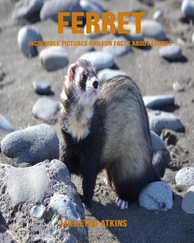 Ferret