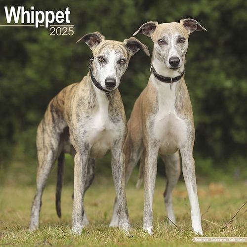 Whippet Calendar 2025 Square Dog Breed Wall Calendar - 16 Month