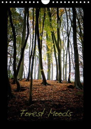 Forest Moods 2017: Atmosphere in a Forest Can Change Quickly and Dramatically Simply by the Play of Light Entering the Canopy.A Forest Mood Can Alter Constantly,Almost(Calvendo Nature)