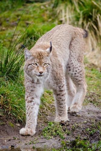 Lynx on Patrol Journal