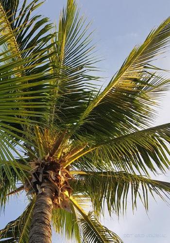 DOT Grid Journal: Blank Book Diary Notebook Palm Tree Cover: 7 x 10 size, 100 pages, perfect for Bullet Journaling!(English)