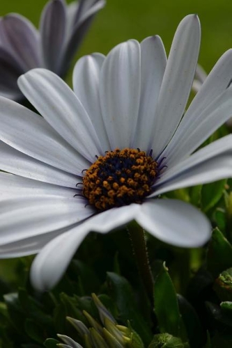 Gerbera Blooming in the Garden Journal
