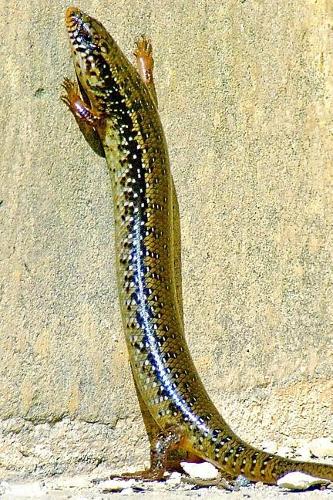 Ocellated Skink Lizard (Chalcides Ocellatus) Journal