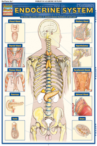 Endocrine System