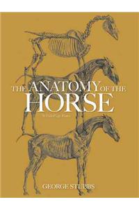 The Anatomy of the Horse