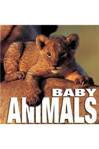 Baby Animals