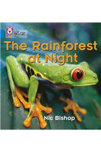 Rainforest at Night