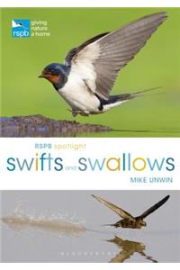 RSPB Spotlight Swifts and Swallows