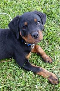 So Cute Rottweiler Puppy Dog Pet Journal