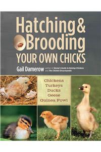 Hatching & Brooding Your Own Chicks