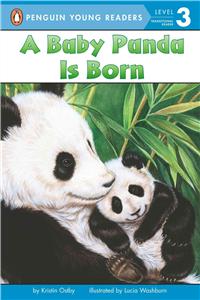 Baby Panda Is Born