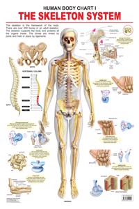 The Skeletal System