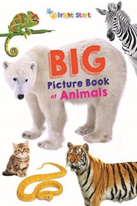 Big Picture Book Of Animals