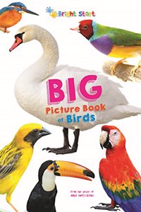 Big Picture Book Of Birds