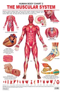 The Muscular System