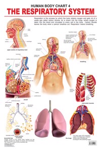 The Respiratory System