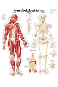 Musculoskeletal System Laminated Poster