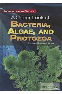 Closer Look at Bacteria, Algae, and Protozoa