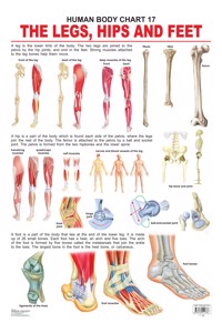 The Hips, Legs & Feet