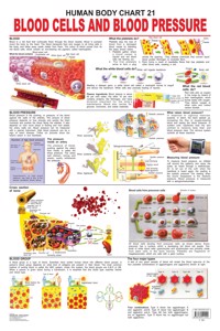 The Blood Group, Cells & Pressure