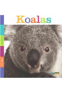 Seedlings: Koalas