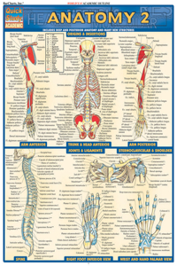 Anatomy 2 - Reference Guide (8.5 X 11)