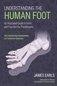 Understanding the Human Foot