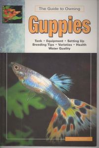 Guppies: Keeping and Breeding Them in Captivity