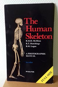 Human Skeleton