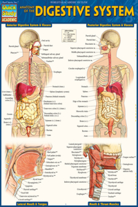 Anatomy of the Digestive System