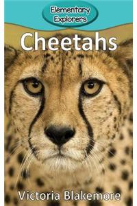 Cheetahs