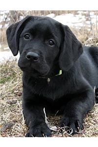 Black Labrador Puppy Notepad